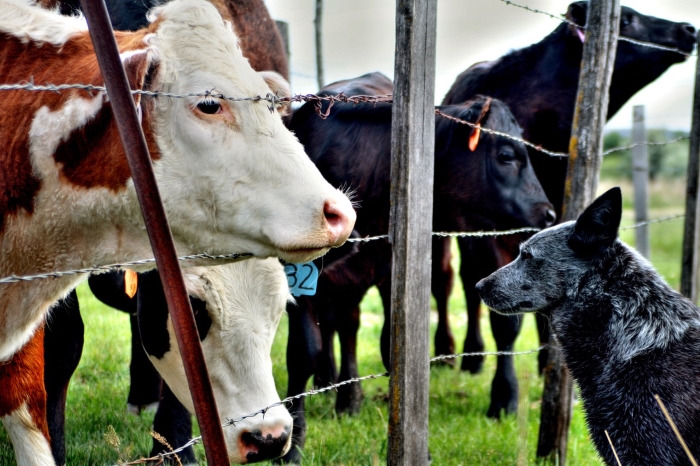 cows and dog - by Sage Lanham