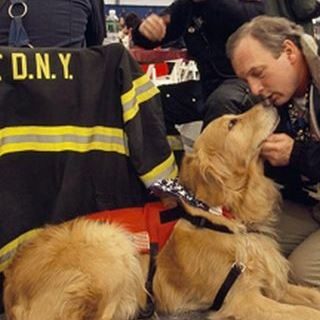 Humane rescue dogs were used after the 9-11 attacks